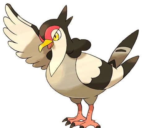 口袋妖怪家门鸟是什么